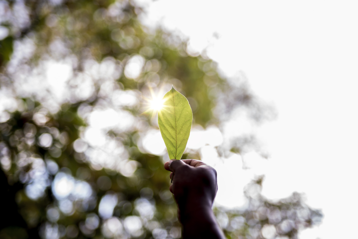 closeup_shot_male_s_hand_holding_green_leaf_with_blurred_background